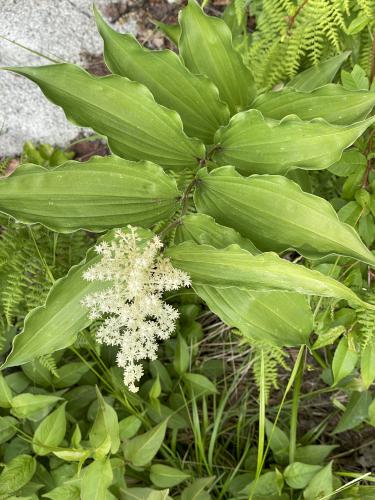 False Solomon's Seal (Maianthemum racemosum) in June at Owlshead Mountain in northern VT