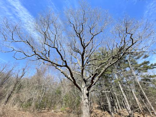 outstanding tree in April at Oxbow National Wildlife Refuge North in Massachusetts