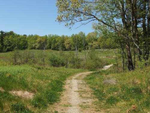 Shrubland Restoration Area in May at Oyster River Forest in southeastern New Hampshire