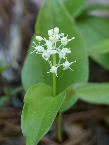 Canada Mayflower (Maianthemum canadense) at Oyster River Forest in southeastern New Hampshire