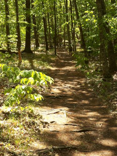 trail at Oyster River Forest in southeastern New Hampshire