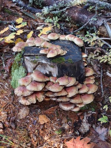 mushroomy stump in October on Pack Monadnock Mountain in New Hampshire