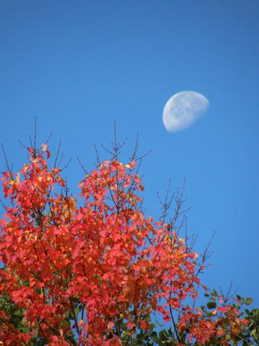 fall foliage color and the waning moon