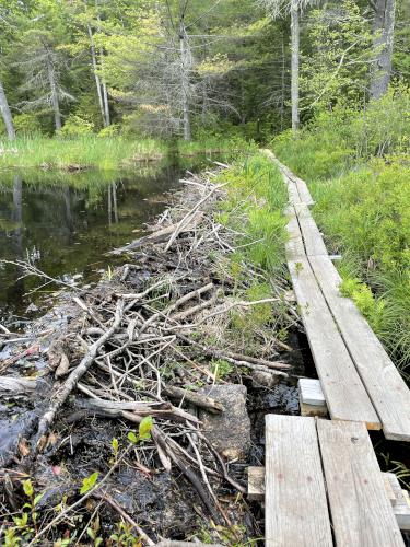 beaver dam in May at Page Pond Community Forest in New Hampshire