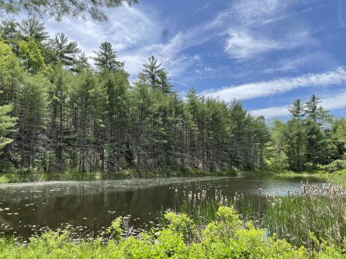 view in May beside the Quarry Trail at Page Pond Community Forest in New Hampshire