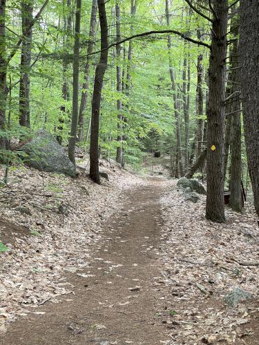 trail in May at Page Pond Community Forest in New Hampshire