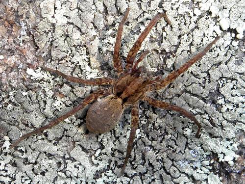 probably a Wolf Spider (Lycosa spp.) on Parker Mountain in New Hampshire