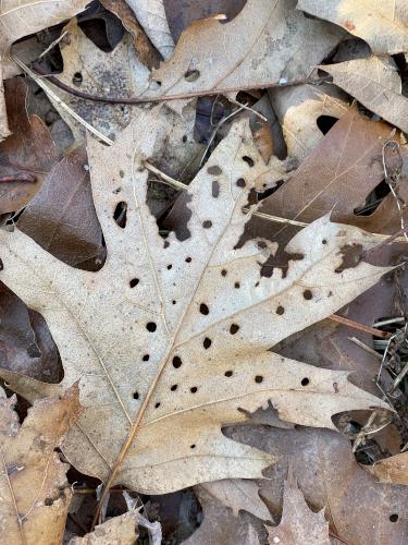 holy leaf in December at Partridge Woods in southern New Hampshire