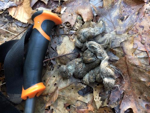 fox or coyote scat in December on the trail at Partridge Woods in southern New Hampshire