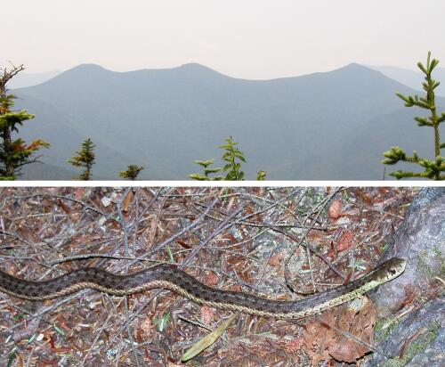 dual image: curves of Mount Tripyramid in New Hampshire and a garter snake