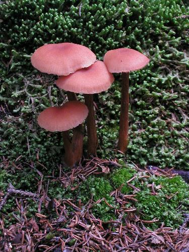 Laccaria mushroom