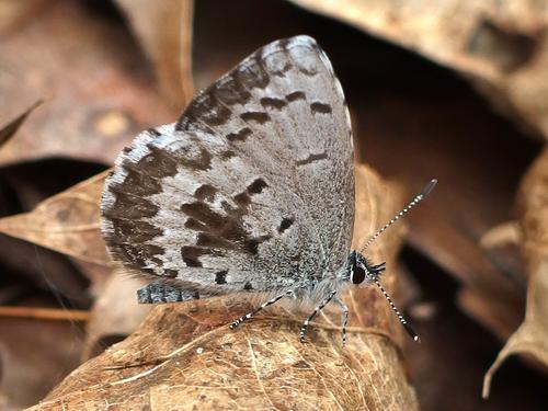Spring Azure (Celastrina ladon) in May beside the trail to Pawtuckaway South Mountain in New Hampshire