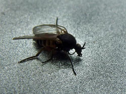 a nasty black fly in May on my car at trail start to South Pawtuckaway Mountain in southern New Hampshire