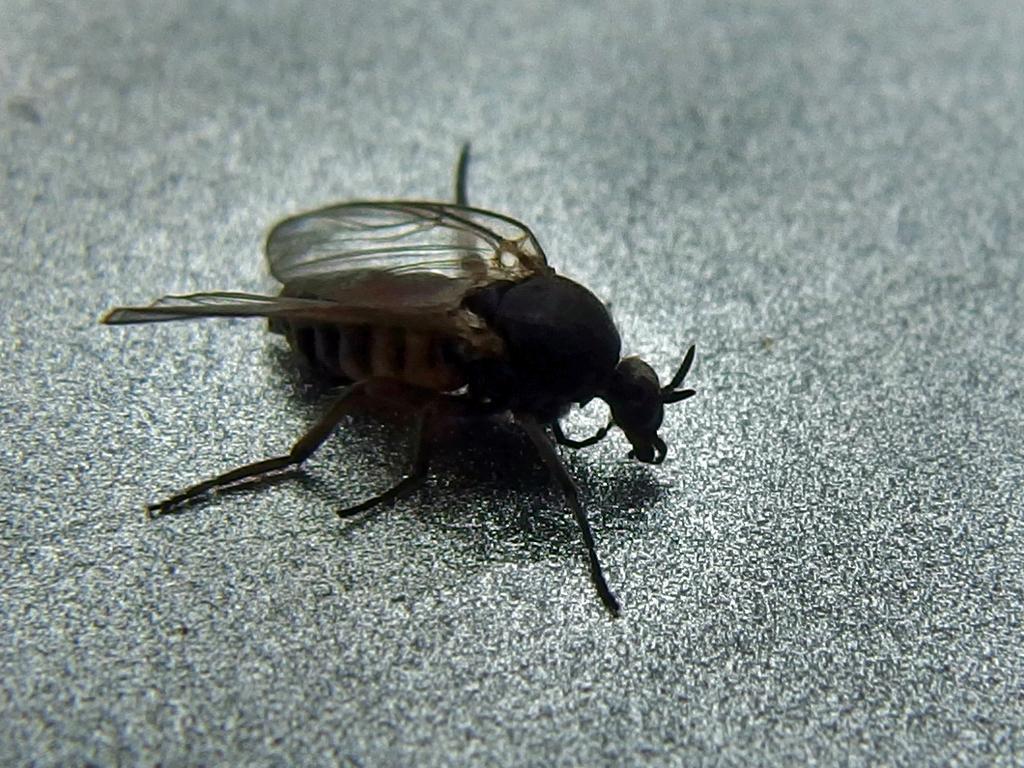 a nasty black fly on my car at trail start to South Pawtuckaway Mountain in southern New Hampshire