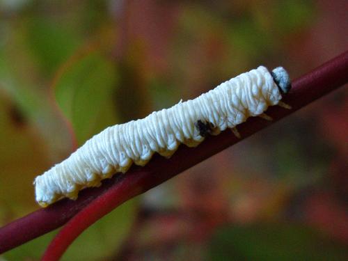 white caterpillar