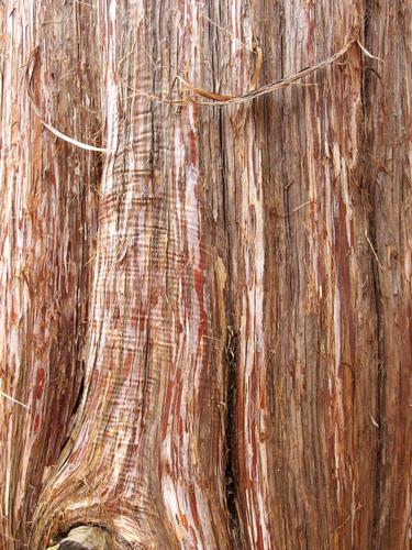 bark of a mature specimen of Eastern Red Cedar (Juniperus virginiana) beside the trail to Pawtuckaway South Mountain in New Hampshire