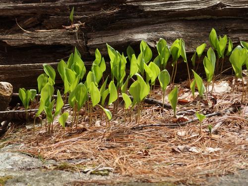patch of young Canada Mayflower (Maianthemum canadense) in May beside the trail to South Pawtuckaway Mountain in southern New Hampshire