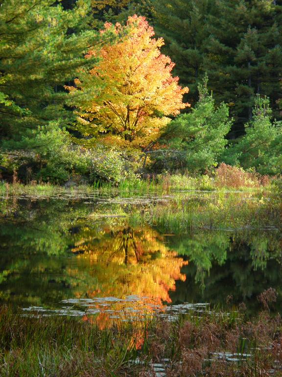 golden fall foliage near South Pawtuckaway Mountain in southern New Hampshire