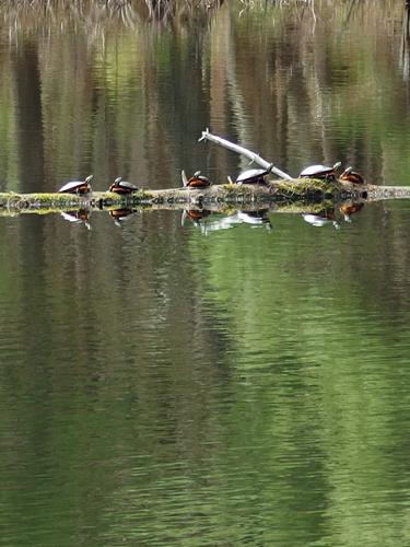 turtles sunning on a log in a pond beside the trail to Pawtuckaway South Mountain in New Hampshire