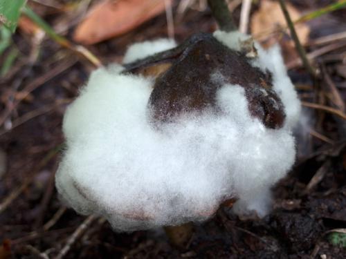 Mycelium Mildew parasitic fungus in October on Pawtuckaway North Mountain in New Hampshire