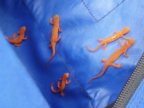 Red Efts on Pawtuckaway North Mountain in New Hampshire