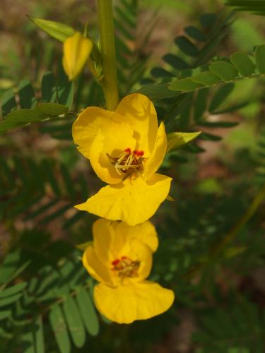Partridge Pea (Chamaecrista fasciculata) growing in July at Peabody Town Forest in Pelham, NH
