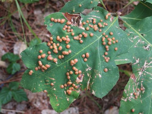 Oak Leaf Galls in July housing the Polystepha pilulae midge at Peabody Town Forest in Pelham, NH