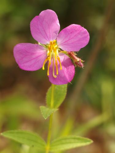 Meadow Beauty (Rhexia virginica) growing in July at Peabody Town Forest in Pelham, NH