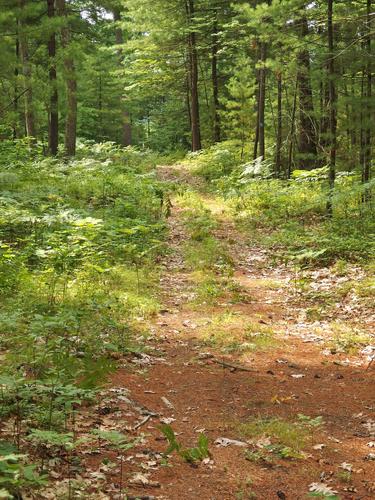 trail at Peabody Town Forest in Pelahm, New Hampshire