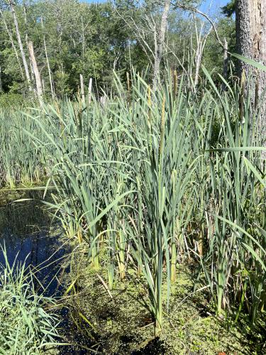 Broadleaf Cattail (Typha latifolia) in July on the Peace Trail at Westford in northeast MA