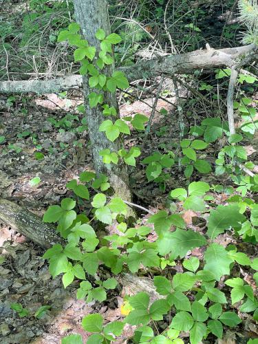 Poison Ivy (Rhus radicans) in July beside the Peace Trail at Westford in northeast MA