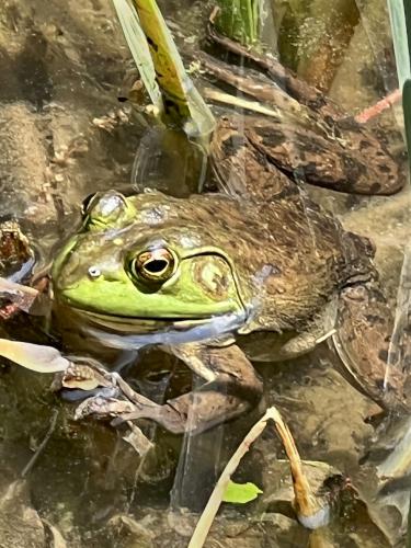 North American Bullfrogs (Rana catesbeiana) in May at Peaked Mountain near Monson in south-central MA