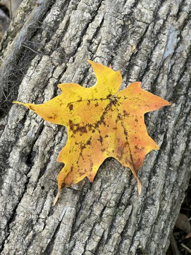 leaf in October at Pegan Hill in eastern Massachusetts