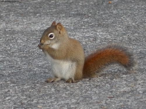 red squirrel in November on Mount Pemigewasset in New Hampshire