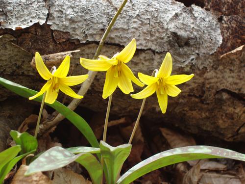 Trout Lilies (Erythronium americanum) in May on Mount Pemigewasset in the White Mountains of New Hampshire