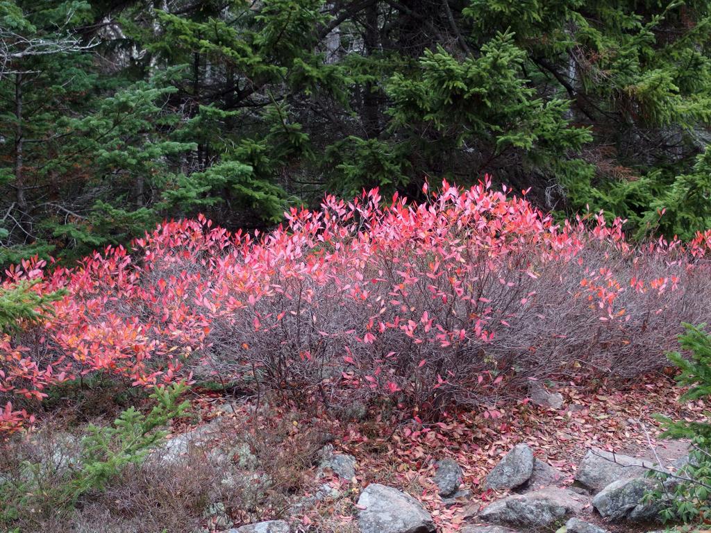 lingering color in November atop Penobscot Mountain within Acadia Park in coastal Maine
