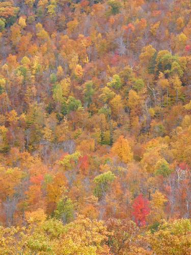 forest fall foliage as seen from Mount Percival in New Hampshire