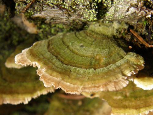 Purple-toothed Polypore