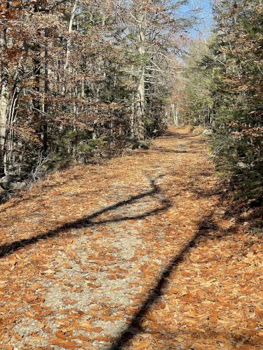 woods road in November at Perkins Mountain in New Hampshire