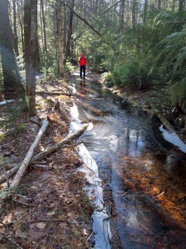 wet trail in December at Perry Reservation near Rindge in southern NH