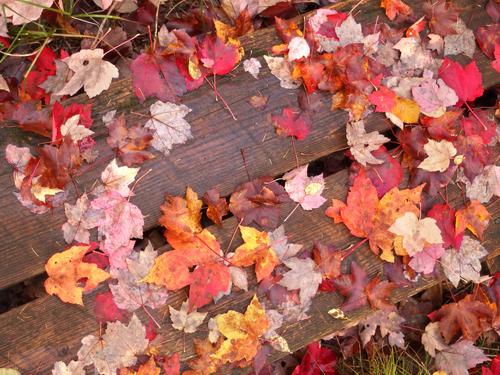 leaf-decorated boardwalk in October at Philbrick-Cricenti Bog in New Hampshire