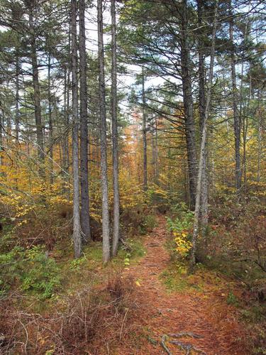 woods trail in October at bog edge at Philbrick-Cricenti Bog in New Hampshire