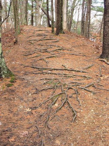 artistic root pattern on the trail at Phillips Nature Preserve in northeastern Massachusetts