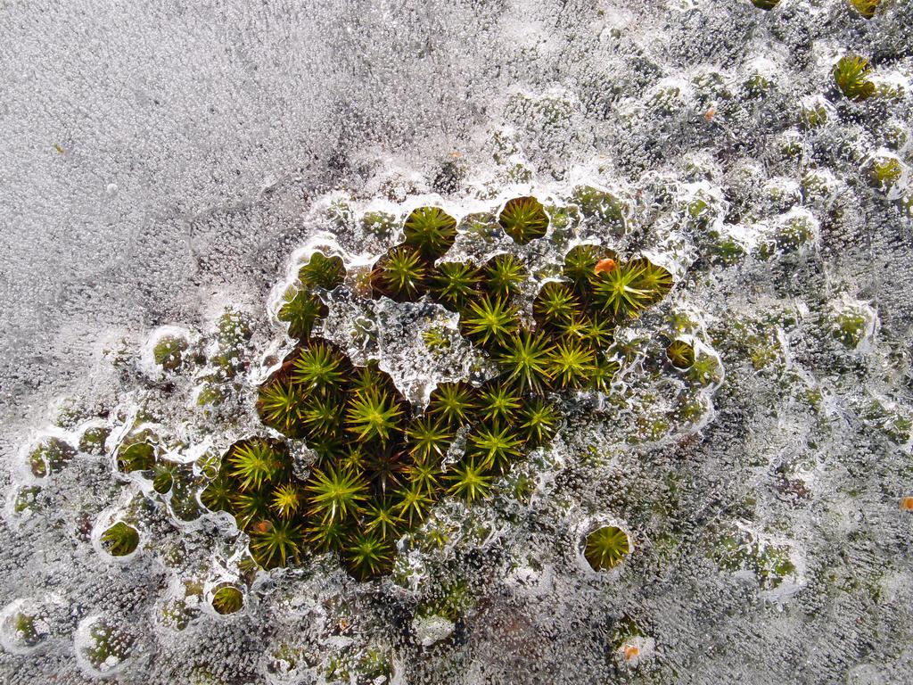 icy moss in January on the summit of Picket Mountain in Maine