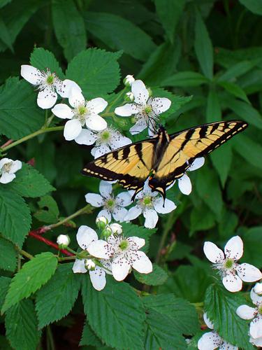 Eastern Tiger Swallowtail butterfly and Blackberry flowers
