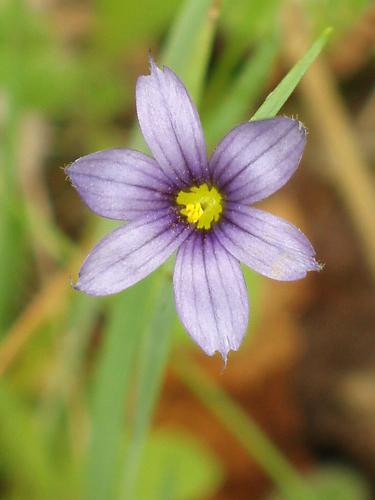 Blue-eyed Grass flower