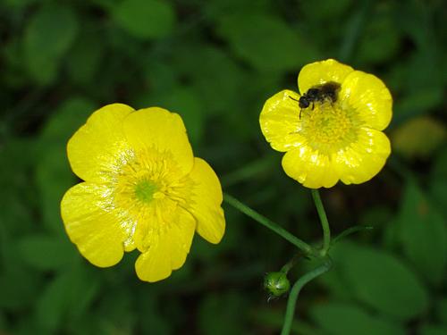 Common Buttercup flowers