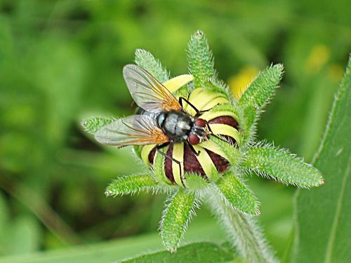 fly on a flower bud