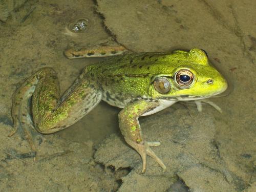 A Green Frog (Rana clamitans) makes itself at home in June in a lumber-road puddle near Pilot Ridge in New Hampshire