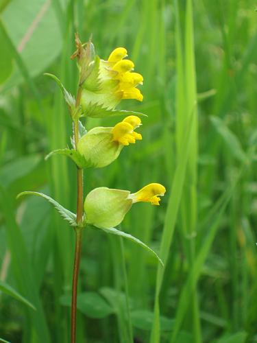 Yellow Rattle flowers